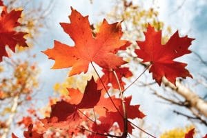 Canada đón học sinh trở lại trường từ tháng 9 3 photo 1538580526402 515e3ef7076d