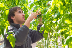Niagara Horticultural Technician